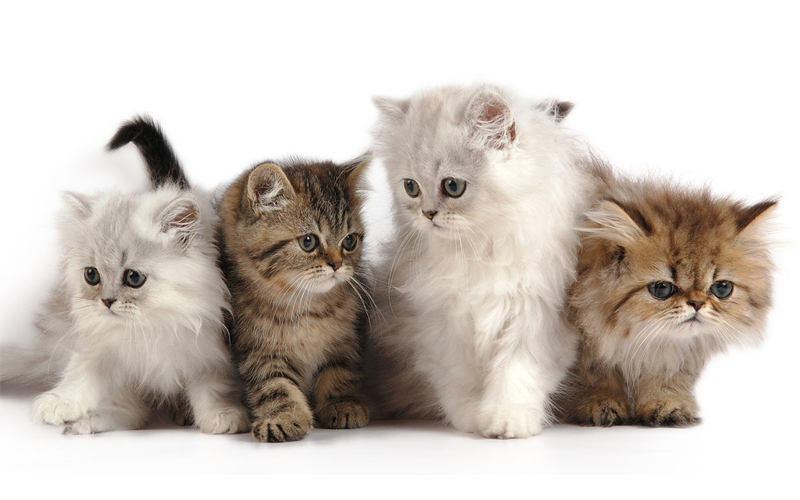 Persian Cat Sell And Purchase